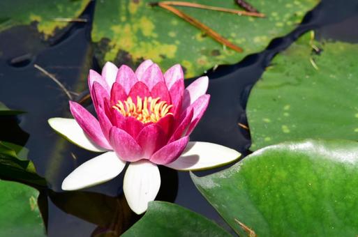 水に浮かぶ蓮の花 水に浮かぶ蓮の花の写真