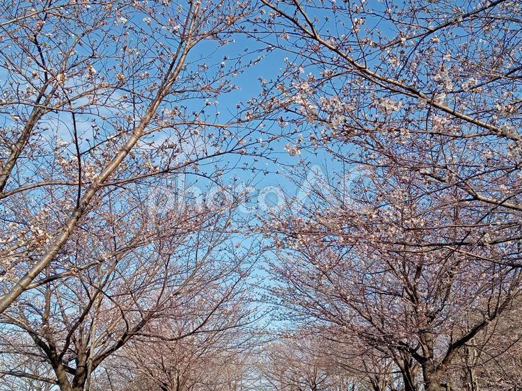 桜並木 桜,花,自然の写真素材