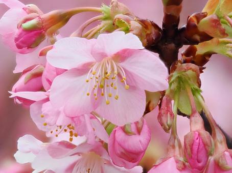 河津桜のある風景 河津桜のある風景 河津桜,サクラ,花弁の写真素材