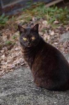 見つめる黒猫 見つめる黒猫の写真
