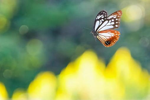 草原をふわふわと飛ぶアサギマダラ 草原をふわふわと飛ぶアサギマダラ アサギマダラ,浅葱斑,渡り蝶の写真素材