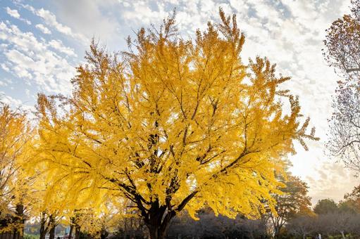 太陽に照らされたイチョウ 太陽に照らされたイチョウ イチョウ,紅葉,青空の写真素材