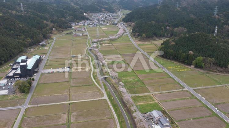 岐阜市　彦坂の桜並木　ドローン空撮 桜,満開,春の写真素材
