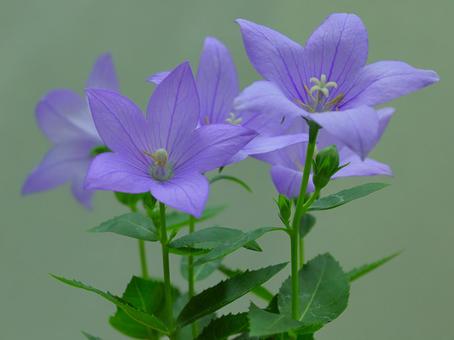 清楚に咲く花 桔梗-4 清楚に咲く花 桔梗-4 桔梗,花,野草の写真素材