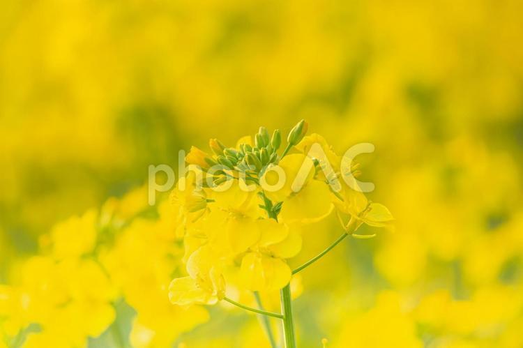 菜の花の風景 コピースペース,空,美しいの写真素材