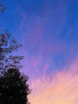 夕焼け 夕焼け 夕焼け,マジックアワー,木の写真素材