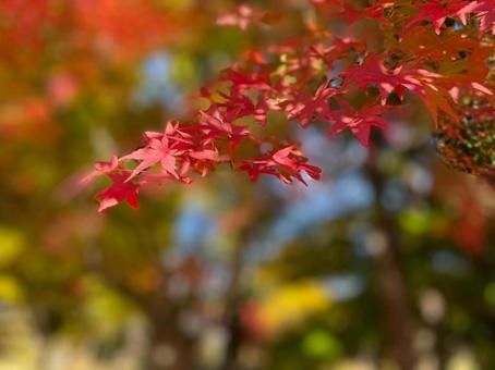 紅葉一枝 モミジ,紅葉,カエデの写真素材