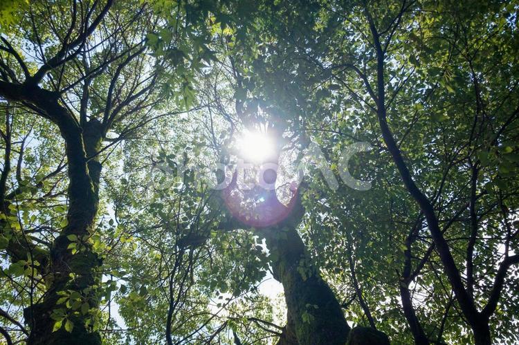 木漏れ日の森 木,自然,風景の写真素材