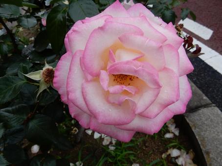 【薔薇の写真】バラの花 【薔薇の写真】バラの花の写真