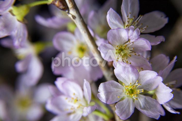 夜桜10（田原市） 啓翁桜,けいおうざくら,花の写真素材