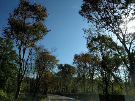 秋晴れ 秋晴れ 自然,木,背景の写真素材