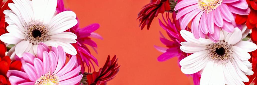 3色ガーベラの花柄イメージ素材 花,ピンク,ガーベラの写真素材