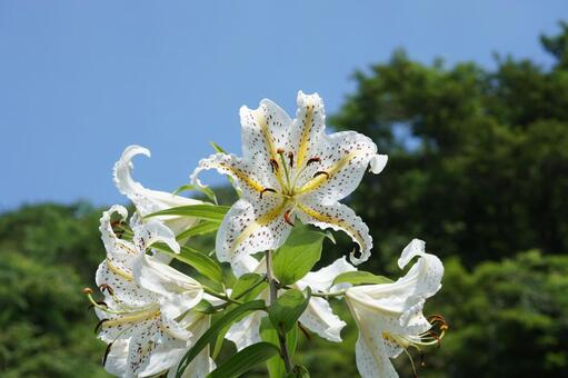 ヤマユリ ヤマユリ,ユリ科,植物の写真素材