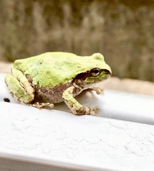 カエル カエルの写真
