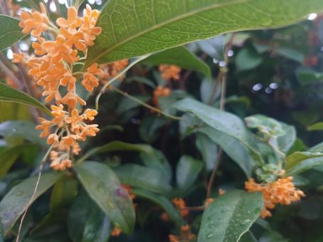 金木犀:左上メイン 金木犀:左上メイン キンモクセイ,巌桂,桂花の写真素材