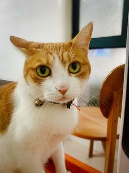 A brown and white cat looking at you with a serious look, JPG