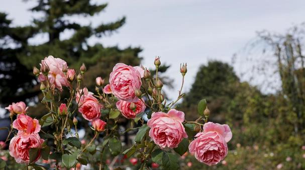 【花の写真】ばらの花 rose,植物,園芸の写真素材