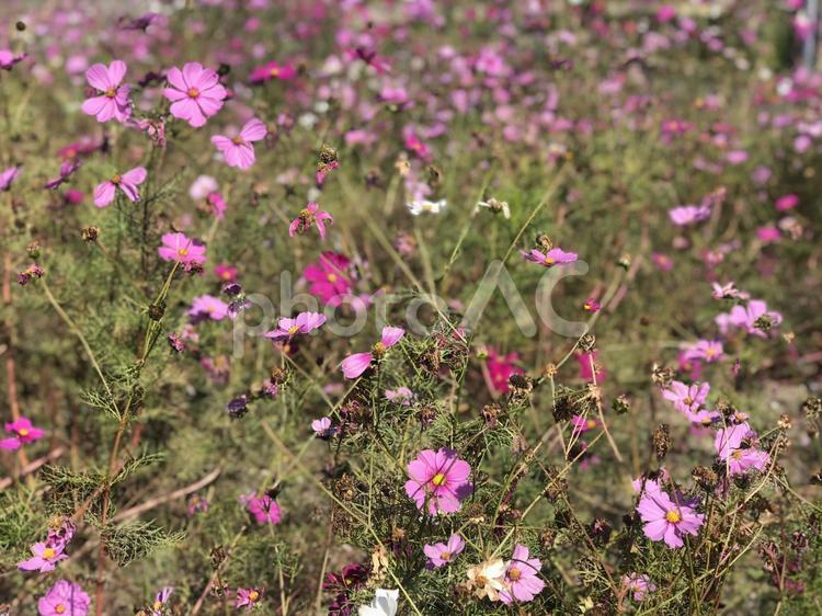 花 自然,花,植物の写真素材
