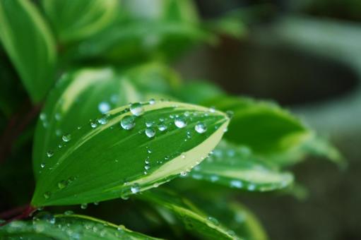 drop, leaf, rain, natural, JPG