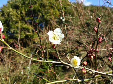 White plum blossoms starting to bloom, JPG
