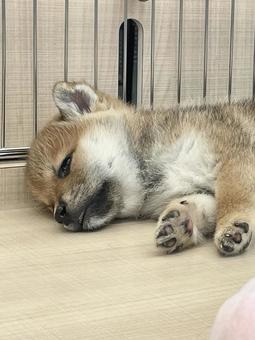 照片, 柴犬, 小狗, 伊努, 