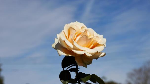 【花の写真】ばらの花 rose,植物,園芸の写真素材