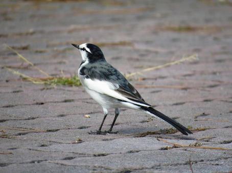 地面に降りたハクセキレイ ハクセキレイ,野鳥,動物の写真素材
