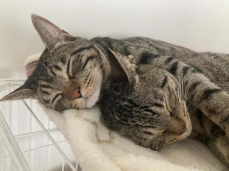 寝てる猫 猫,兄弟,仲良しの写真素材