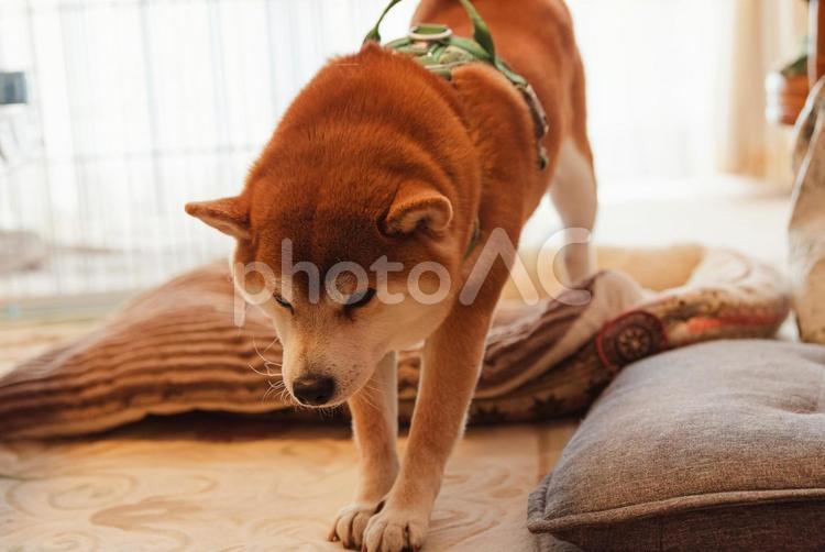 一眠りして目が覚めて立ち上がる柴犬 柴犬,しばいぬ,日本犬の写真素材