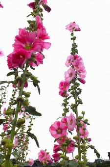 高く高く咲く花 高く高く咲く花の写真