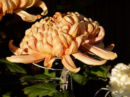 【風景写真】福山菊花展覧会の風景 キク,菊,菊花展の写真素材