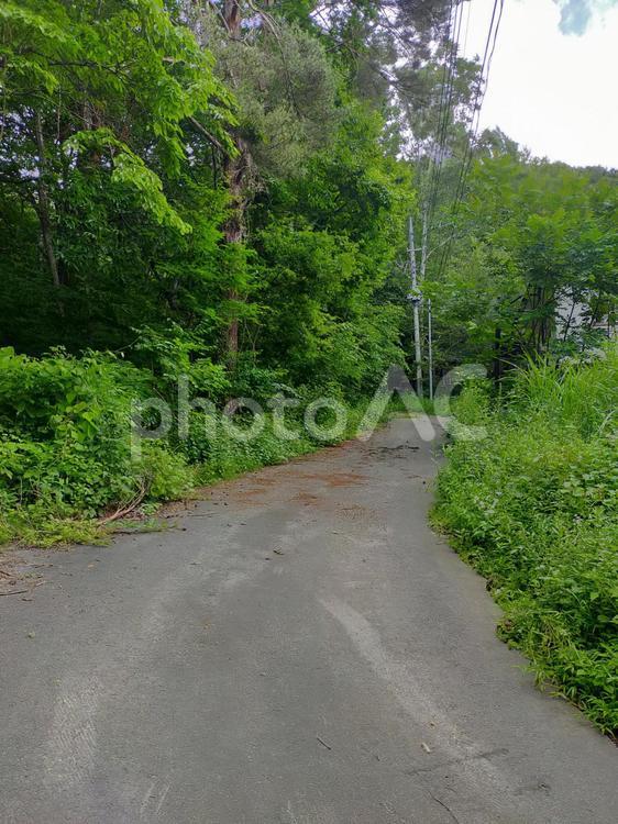 森の中の道の写真素材 森,道路,田舎の写真素材