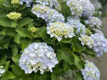 Hydrangea 3, JPG Hydrangea 3, JPG