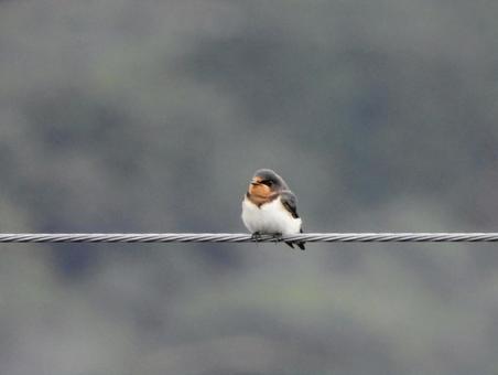 ツバメ ツバメ ツバメ,可愛い,鳥の写真素材