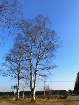 白樺 白樺,木,風景の写真素材