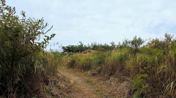稲取細野高原のすすき原　2 稲取細野高原,ススキ,秋の写真素材