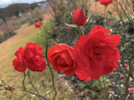 赤い薔薇 赤い薔薇の写真
