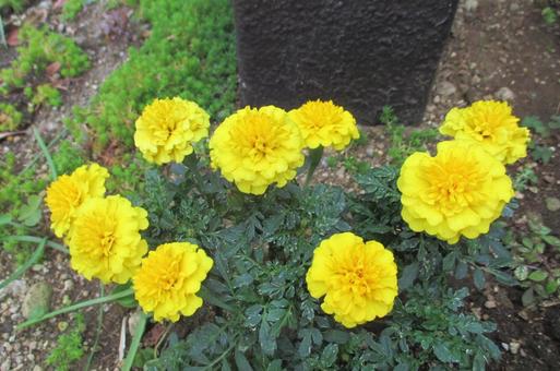 マリーゴールド マリーゴールドの写真