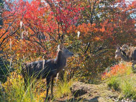 鹿と紅葉 鹿,紅葉,野生の写真素材