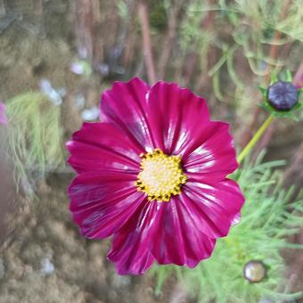 赤いコスモスの花 赤いコスモスの花の写真