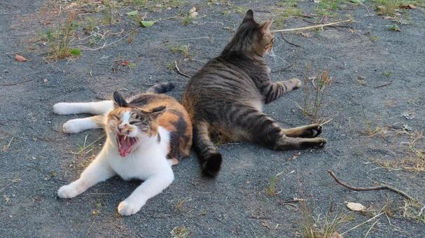 A cute yawn from a fluffy, lovey-dovey calico cat, JPG