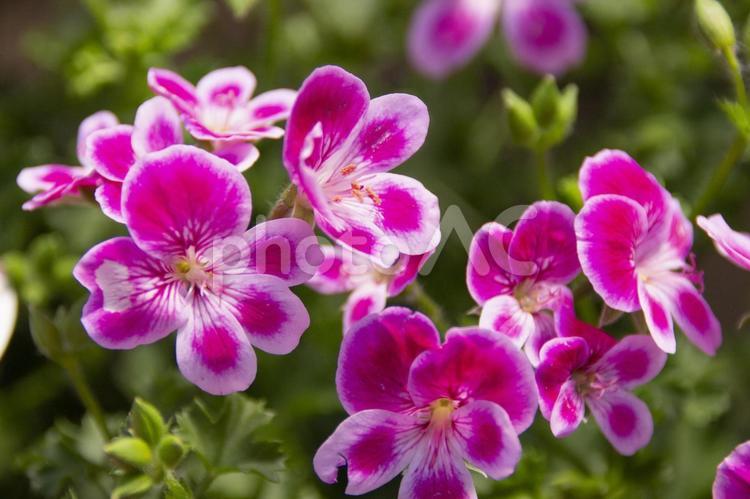 ペラルゴニウム　エンジェルアイズ ペラルゴニウム,エンジェルアイズ,花の写真素材