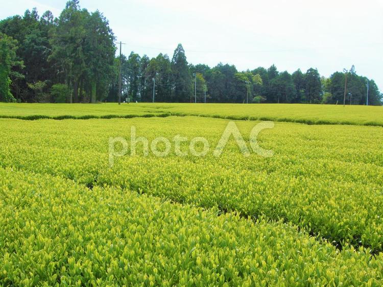 緑あふれる新茶の季節 新茶,八十八夜,茶畑の写真素材