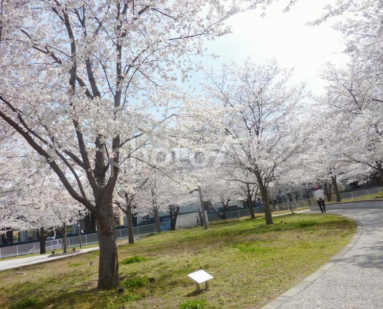 桜の木のある公園 桜,さくら,公園の写真素材