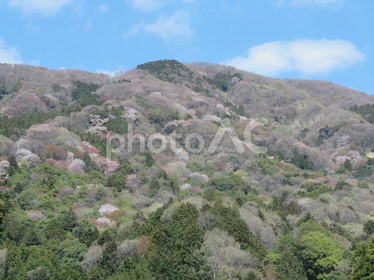 桜川のヤマザクラ 桜川,山桜,桜の写真素材