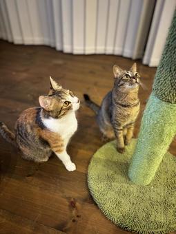 ねらう 三毛猫とキジトラ ねらう 三毛猫とキジトラ 三毛猫,ミケ,キジトラの写真素材