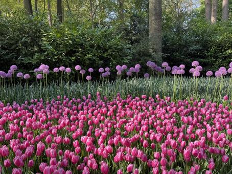 キューケンホフ公園 キューケンホフ,チューリップ,アムステルダムの写真素材