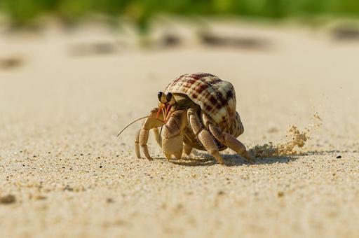 砂を巻き上げながら歩くヤドカリ 砂を巻き上げながら歩くヤドカリの写真