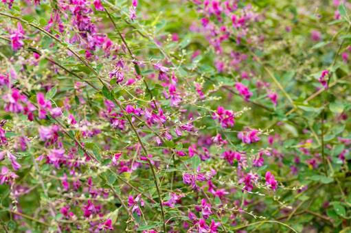 ミヤギノハギ⑴ ミヤギノハギ⑴ 花,ハギ,ミヤギノハギの写真素材