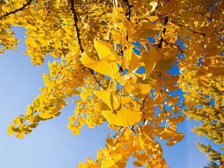 イチョウの枝葉 イチョウ,銀杏,黄色の写真素材